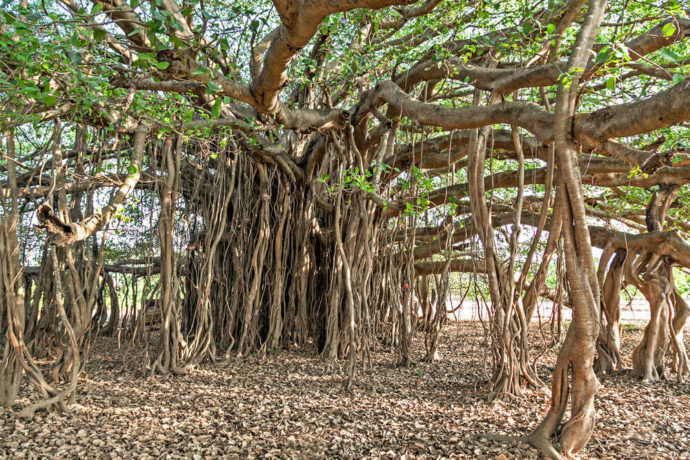Fantastic Banyan trees