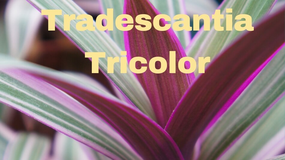 Tradescantia Tricolor